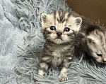 Кошки в Чебоксарах: Котята  Девочка, 4 500 руб. - фото 8