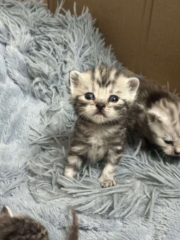 Кошки в Чебоксарах: Котята  Девочка, 4 500 руб. - фото 8