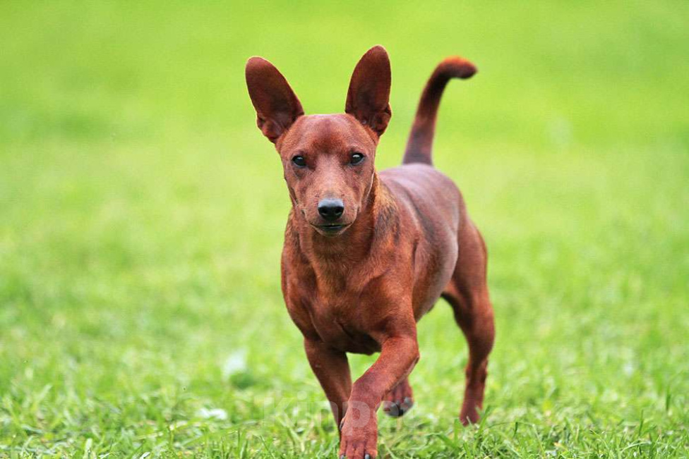 Собаки в Санкт-Петербурге: Цвергпинчер щенок мальчик Мальчик, Бесплатно - фото 4