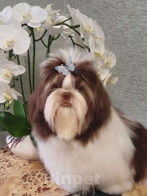 Собаки в других городах Московской области: Подрощенный щенок ши тцу Мальчик, Бесплатно - фото 1