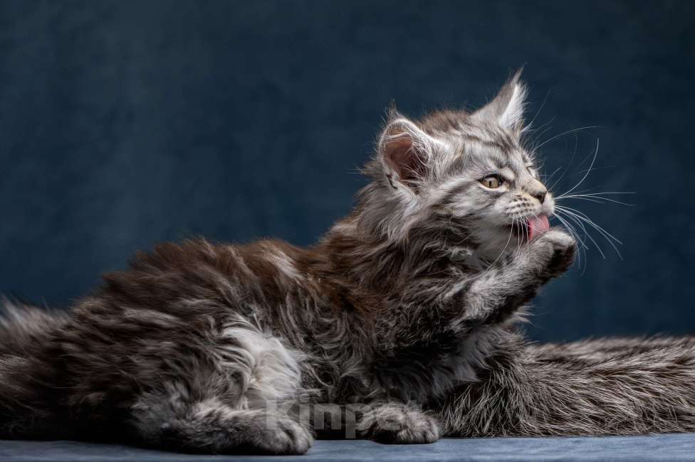 Кошки в других городах Ленинградской области: Котята в "руковичках", милые  котята, техцветные "черепашк" приносят в дом счастье и достаток. Девочка, 45 000 руб. - фото 8