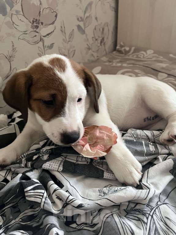 Собаки в Рязани: Мишель  Девочка, 25 000 руб. - фото 2