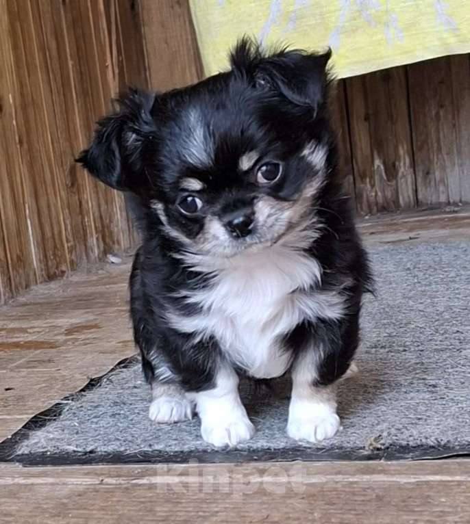 Собаки в других городах Калужской области: Девочка черный триколор Девочка, 65 000 руб. - фото 2