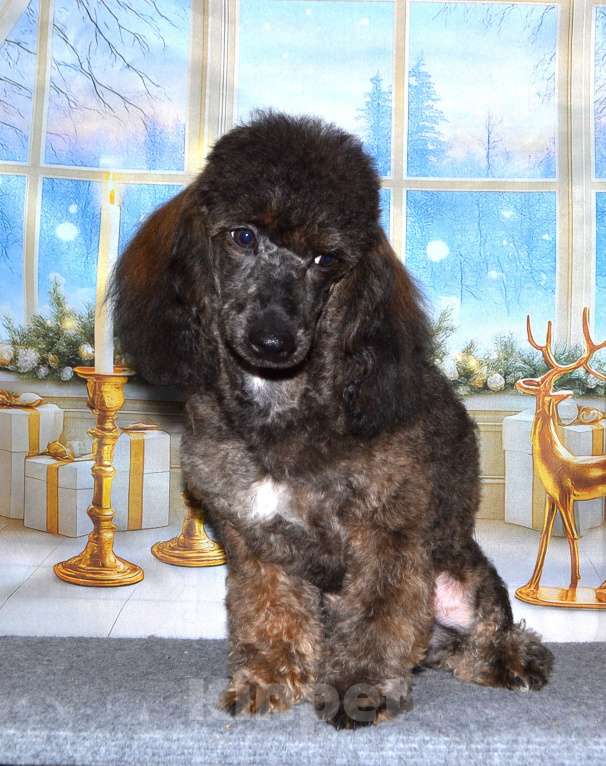 Собаки в Глазове: Онегин Мальчик, 10 000 руб. - фото 2