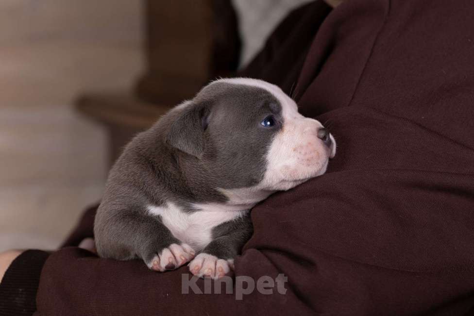 Собаки в Королеве: Американский булли стандарт Мальчик, 200 000 руб. - фото 10