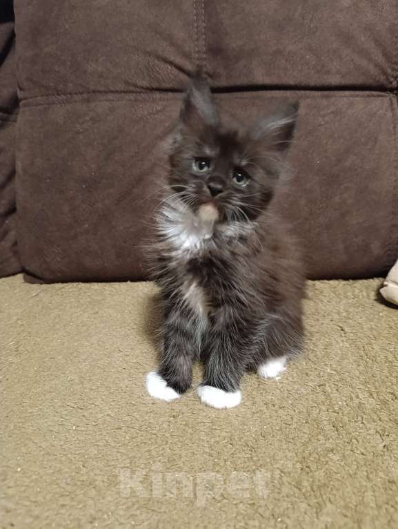 Кошки в Москве: Девочка черный дым с белым Девочка, 30 000 руб. - фото 1