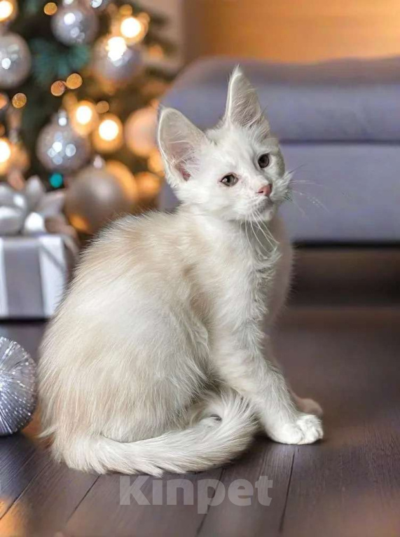 Кошки в Москве: Пушистый ангел для вашего новогоднего настроения Мальчик, 100 000 руб. - фото 4