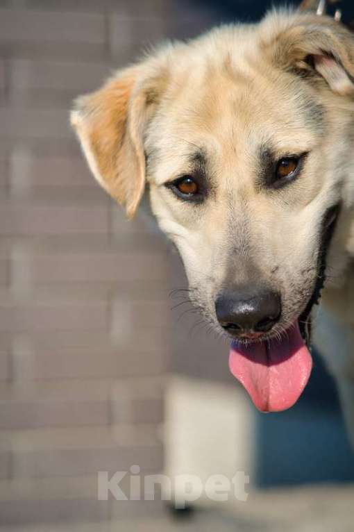 Собаки в Москве: Общительная и добродушная собака Моника в дар Девочка, 1 руб. - фото 3