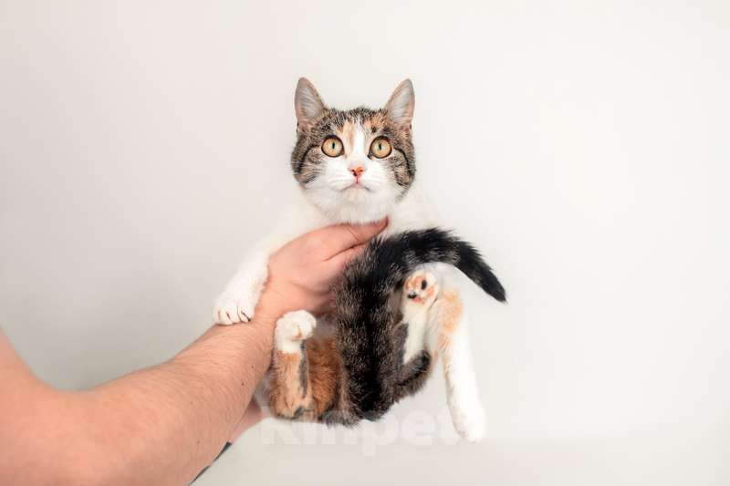 Кошки в Москве: Трехцветный котенок Муся в добрые руки Девочка, Бесплатно - фото 6