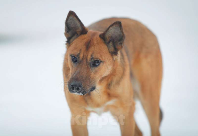 Собаки в Москве: Молодой слепой пёсик Гомер — в приюте ему не жизнь Мальчик, Бесплатно - фото 7