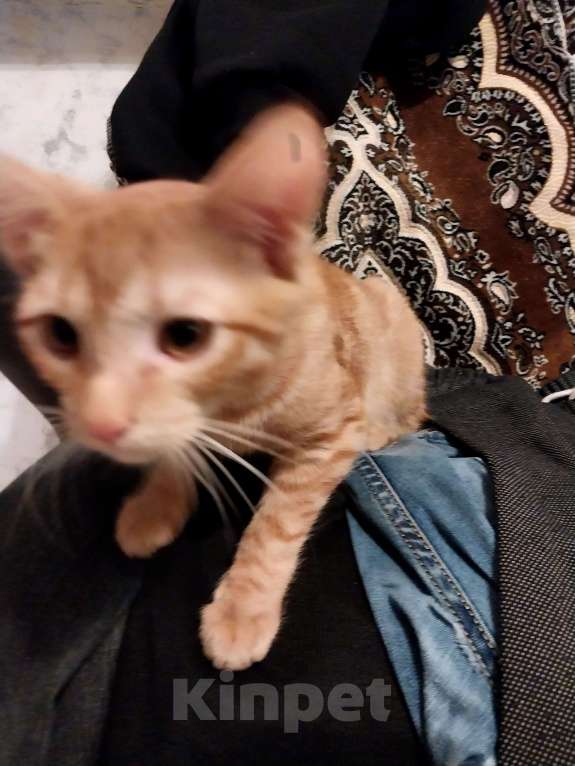 Кошки в Лобне: Нашел котёнка Мальчик, Бесплатно - фото 3