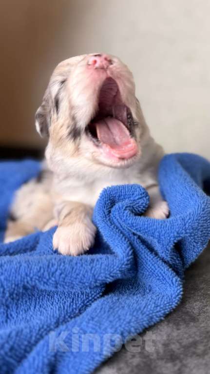 Собаки в Москве: Щенок австралийской овчарки Девочка, Бесплатно - фото 5