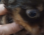 Собаки в Красноярске: Продам щенят Мальчик, 8 000 руб. - фото 5