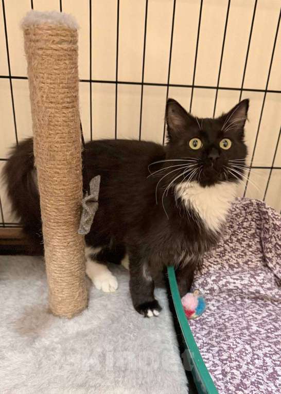 Кошки в Москве: Красотка Гвоздичка Девочка, 1 руб. - фото 3