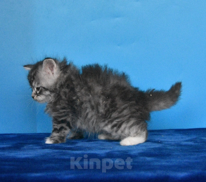 Кошки в Москве: Котик Честер Мальчик, 65 000 руб. - фото 5