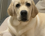 Собаки в Медногорске: Щенок лабрадор- ретривер Мальчик, 10 000 руб. - фото 1