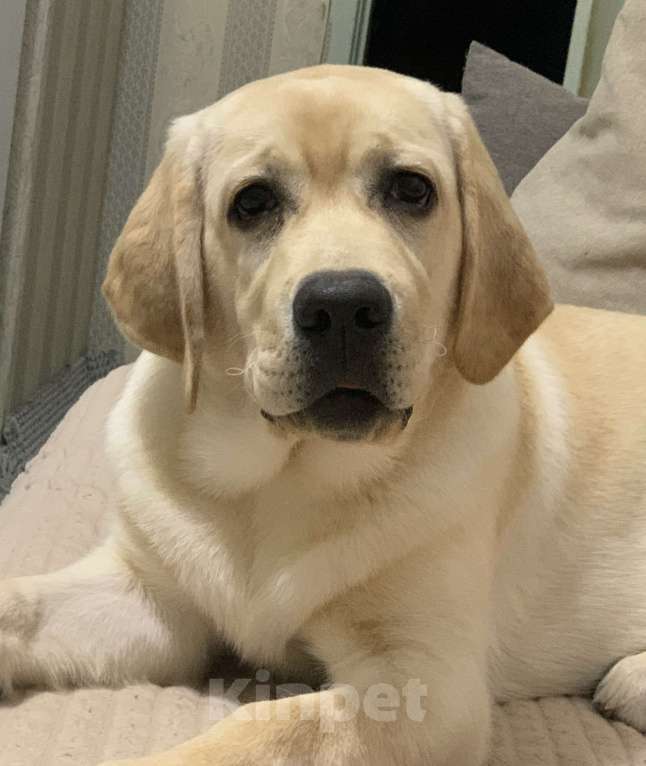 Собаки в Медногорске: Щенок лабрадор- ретривер Мальчик, 10 000 руб. - фото 1