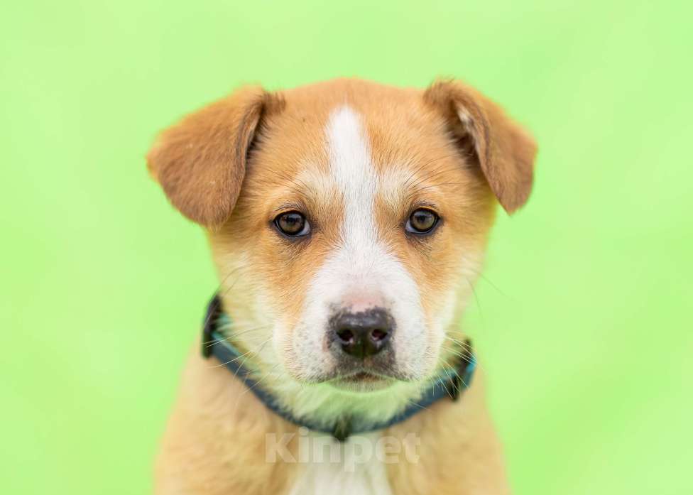 Собаки в других городах Московской области: Щенок Оскар в добрые руки Мальчик, Бесплатно - фото 1