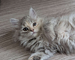 Кошки в Ижевске: котенок в добрые руки Девочка, Бесплатно - фото 2