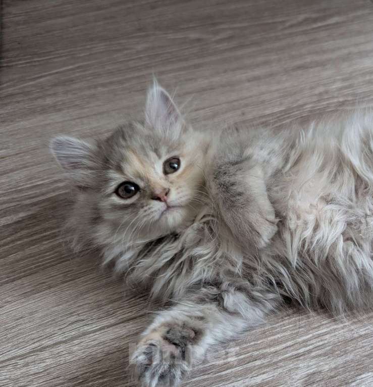 Кошки в Ижевске: котенок в добрые руки Девочка, Бесплатно - фото 2