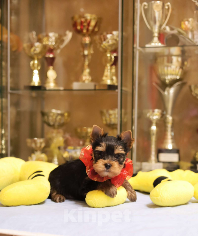 Собаки в Санкт-Петербурге: Щенок Йоркширского терьера, девочка  Девочка, 50 000 руб. - фото 5