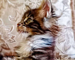 Кошки в Малоархангельске: Котята Мейн Кун., 20 000 руб. - фото 3