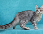 Кошки в Мытищах: Котенок Мейн-кун Мальчик, 200 000 руб. - фото 4
