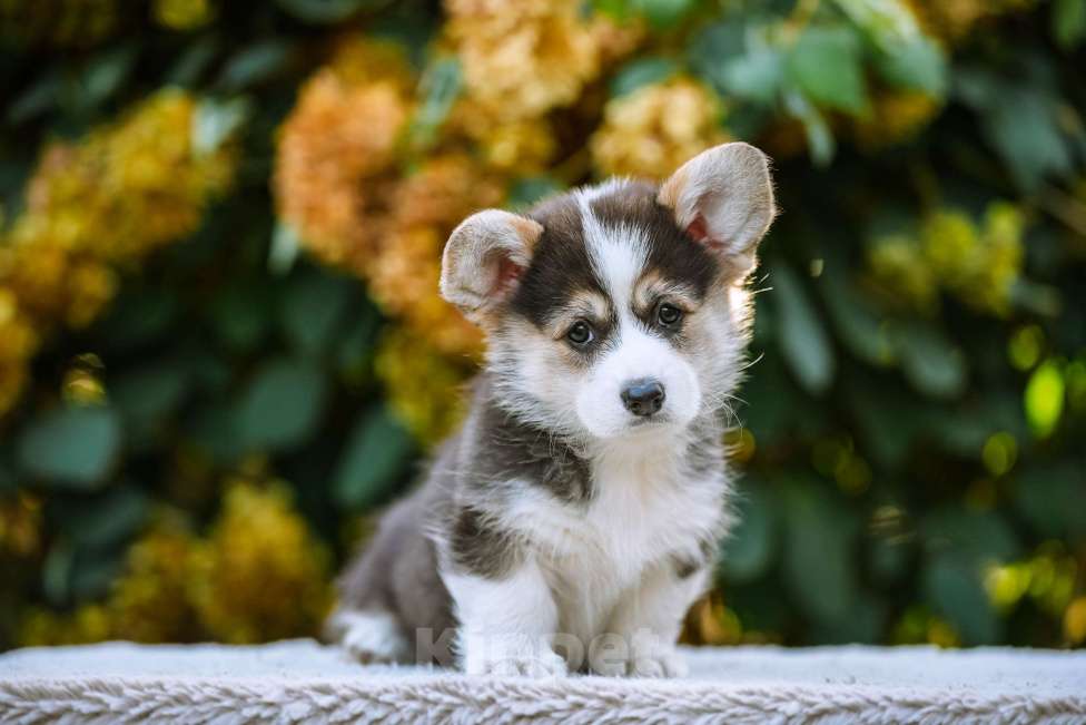 Собаки в Новосибирске: Вельш Корги Пемброк Джуди Хопс Девочка, 65 000 руб. - фото 2