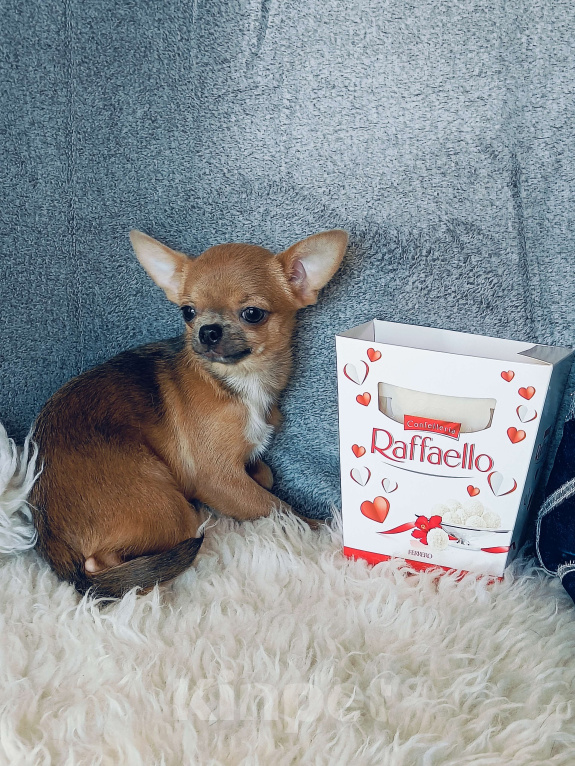 Собаки в Москве: Миниатюрная курносая красотка Девочка, 92 000 руб. - фото 4