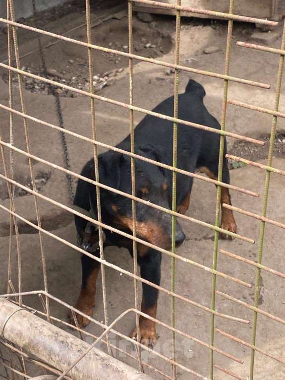 Собаки в других городах Калужской области: Собака в добрые руки Мальчик, Бесплатно - фото 8