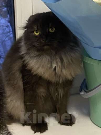 Кошки в Уфе: Отдам кошку в добрые руки  Девочка, 10 руб. - фото 1