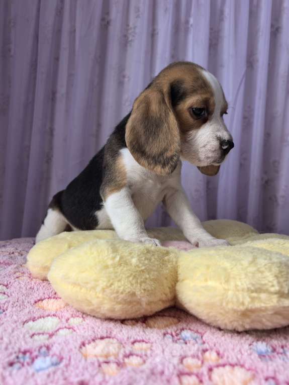 Собаки в других городах Тульской области: Щенки Бигль Девочка, 28 000 руб. - фото 3