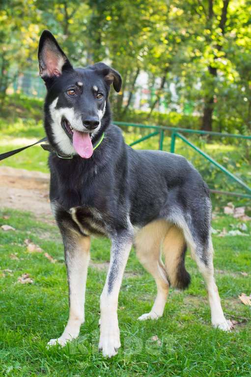 Собаки в Москве: Ну вот и все. Год прошел. У Дакоты осталась неделя Девочка, Бесплатно - фото 3