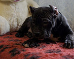 Собаки в Осташкове: Мальчик Булли Мальчик, 70 000 руб. - фото 7