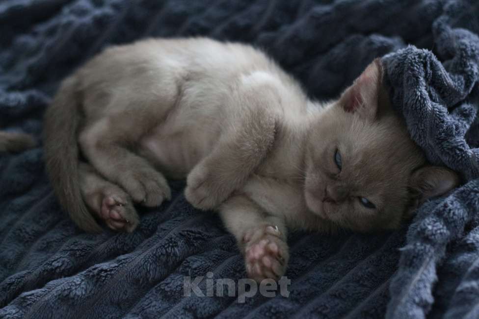 Кошки в Нижнем Новгороде: Бурманский мальчик шоколадного окраса Мальчик, 45 000 руб. - фото 1