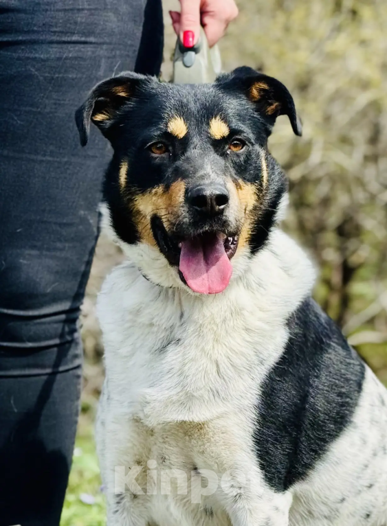 Собаки в Новороссийске: ищу дом Мальчик, 99 руб. - фото 1