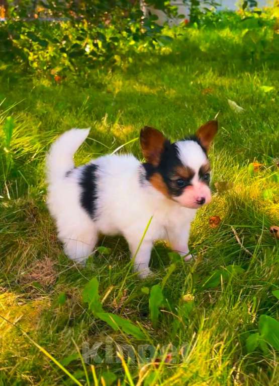 Собаки в Тамбове: Щенок папийона РКФ Мальчик, 65 000 руб. - фото 2