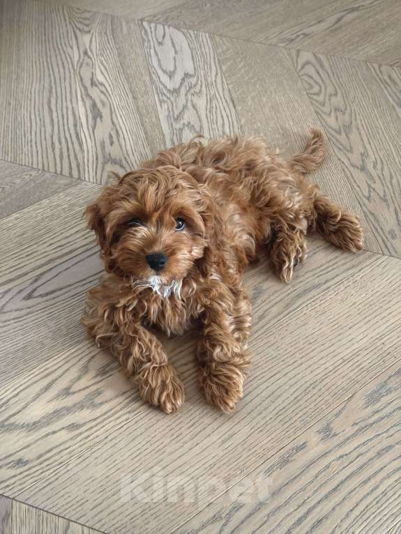 Собаки в Москве: Рыжая девочка Кавапу с белым галстучком Девочка, 150 000 руб. - фото 4