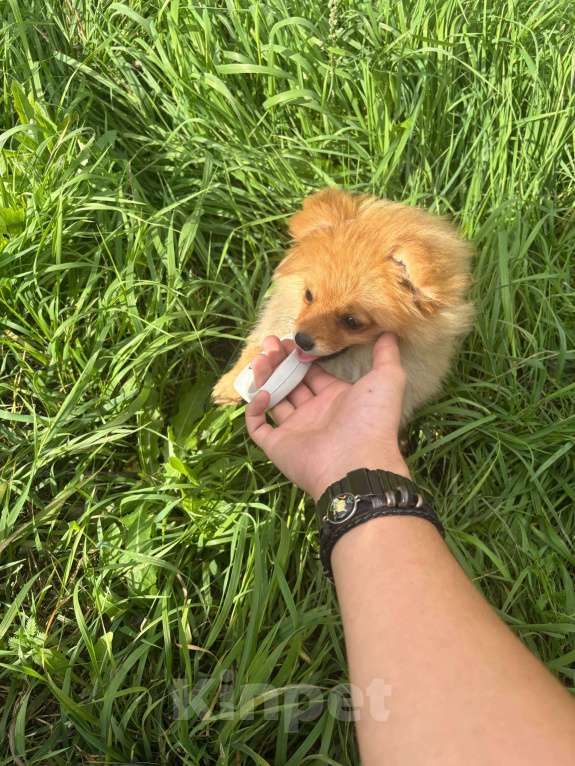 Собаки в Новосибирске: Померанский шпиц щенок  Девочка, 22 000 руб. - фото 3