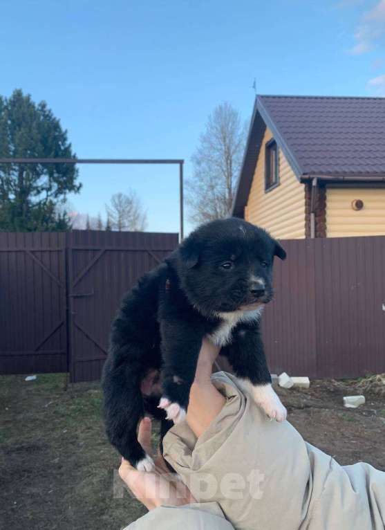 Собаки в других городах Ленинградской области: Айя Девочка, Бесплатно - фото 3