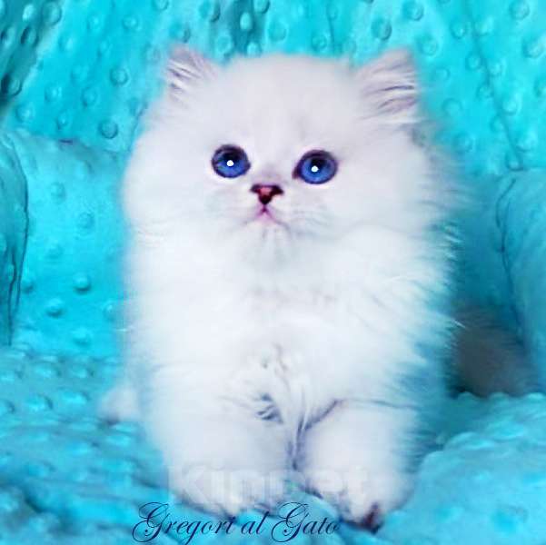 Кошки в Москве: Британские котята Серебристая шиншилла Мальчик, 65 000 руб. - фото 5