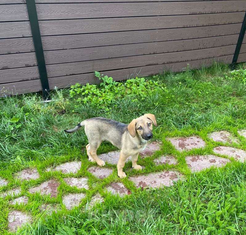 Собаки в Москве: Атос Мальчик, Бесплатно - фото 4