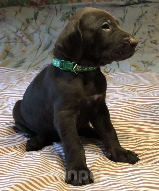 Собаки в Туле: Продаются щенки КУРЦХААРА от РАБОЧИХ родителей Мальчик, 40 000 руб. - фото 2