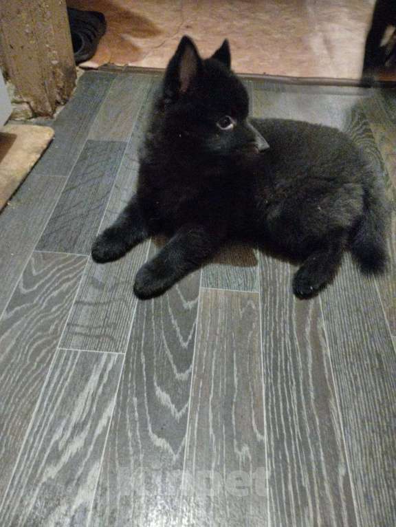 Собаки в Волгограде: Мальчик Схипперке  Мальчик, 50 000 руб. - фото 5