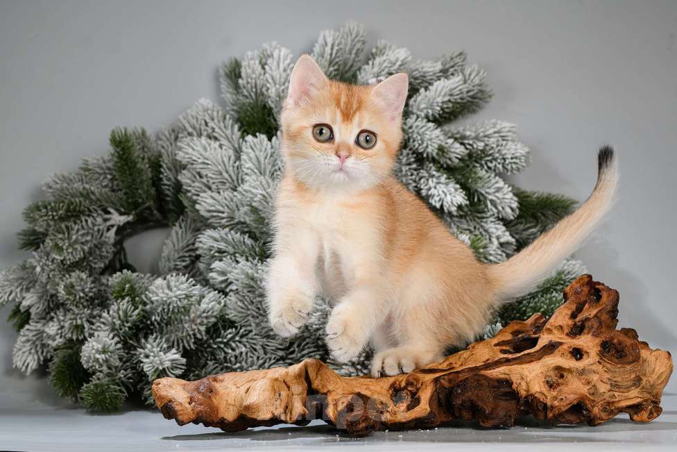 Кошки в Москве: Британские котята. Красивый подарок на 8 Марта Мальчик, Бесплатно - фото 3