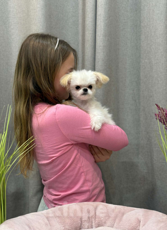 Собаки в Москве: Чакки.  Эксклюзивное микро. Мальчик, 150 000 руб. - фото 7