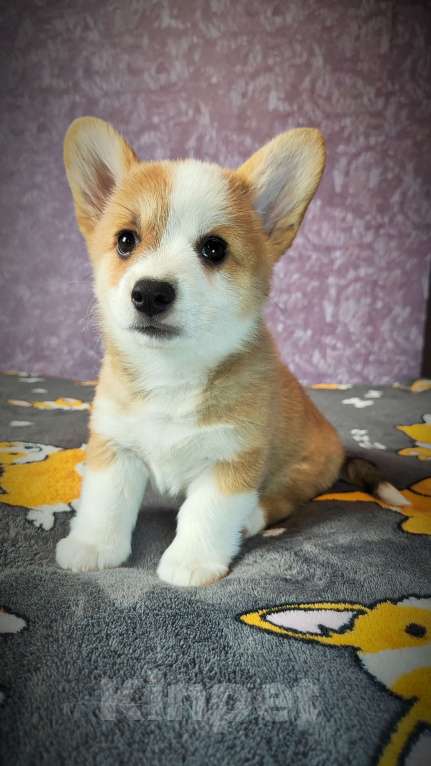 Собаки в Мценске: Девочка Дикая Орхидея Девочка, 50 000 руб. - фото 1