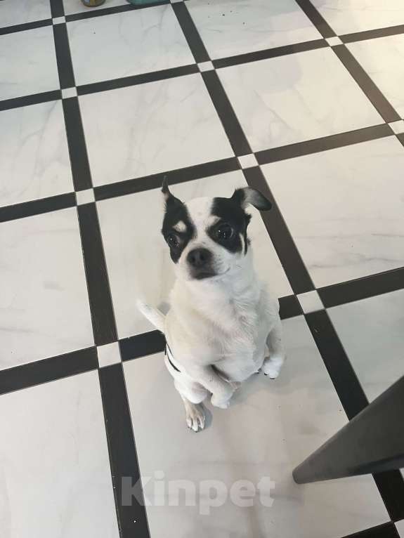 Собаки в Москве: Чихуахуа в добрые руки  Мальчик, Бесплатно - фото 2