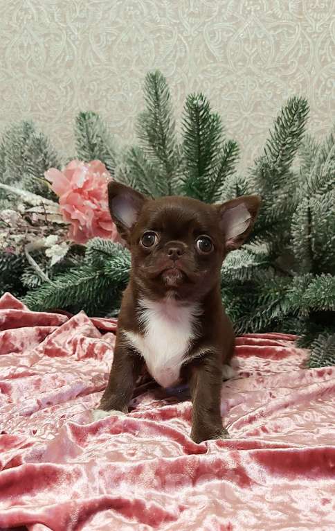 Собаки в Новосибирске: Девочка Чихуахуа  Девочка, Бесплатно - фото 2