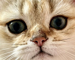 Кошки в Уфе: Котик британская золотая шиншилла Мальчик, 20 000 руб. - фото 2